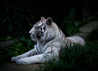Witte tijgers hebben een genetisch defect witte tijger