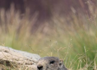 De bever in Nederland: een groot succes bever