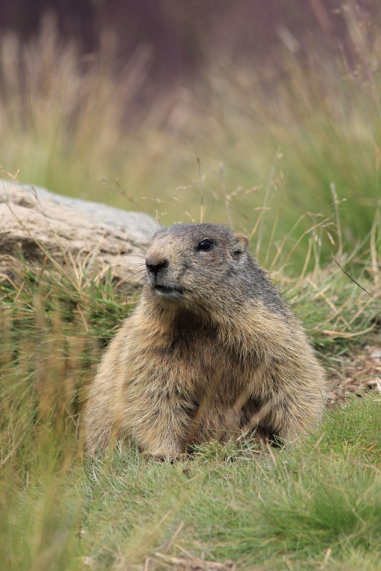 De bever in Nederland: een groot succes