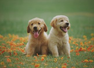 Voorwaarden huisdieren houden huisdier