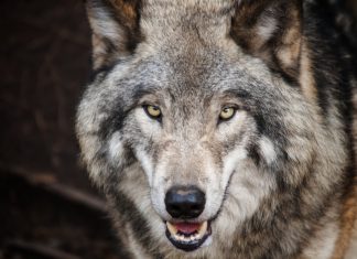 De wolf keert terug: er is genoeg leefruimte wolf