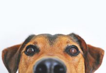 Kies voor de beste hondenvoeding hondenvoeding