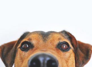 Kies voor de beste hondenvoeding hondenvoeding