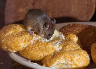 Jouw huis ongediertevrij maken ongedierte in huis
