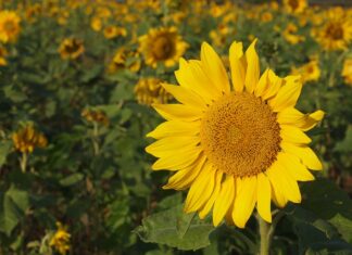Handige tips om veilig de zomer door te komen