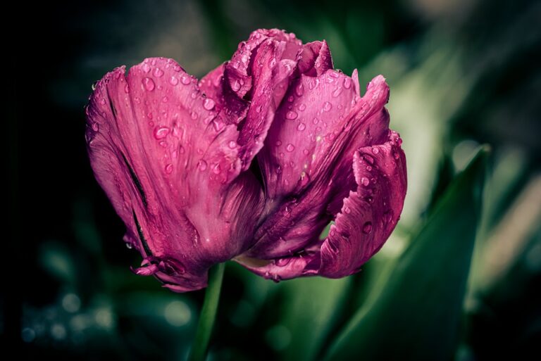 Eenvoudige tips om je tuin er mooier uit te laten zien