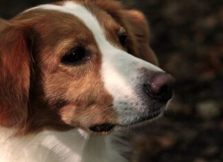 Zo zorg je perfect voor jouw hond