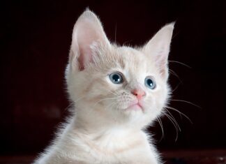 Perfect zorgen voor jouw kat: zo doe je dat