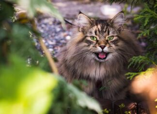Wat zijn Siberische katten en hoe verzorg je ze?