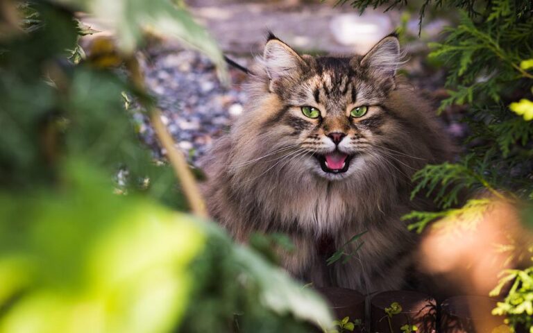 Wat zijn Siberische katten en hoe verzorg je ze?