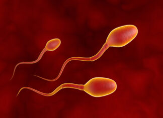 Ik wil als man mijn vruchtbaarheid testen. Hoe doe ik dat? Drie concurrerende spermacellen