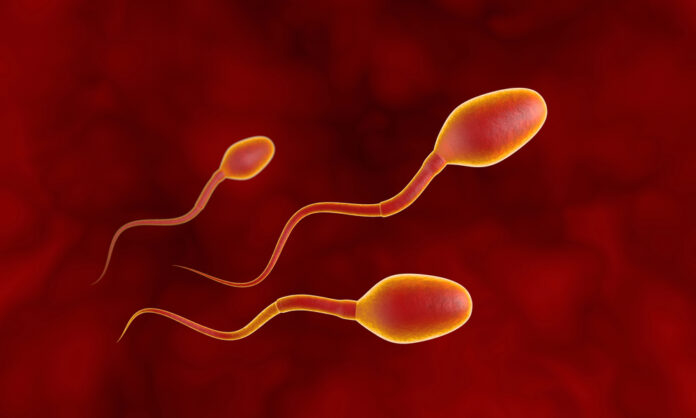 Drie concurrerende spermacellen
